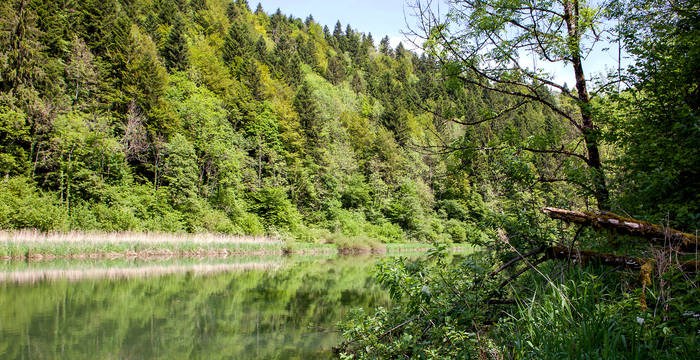 Forêt